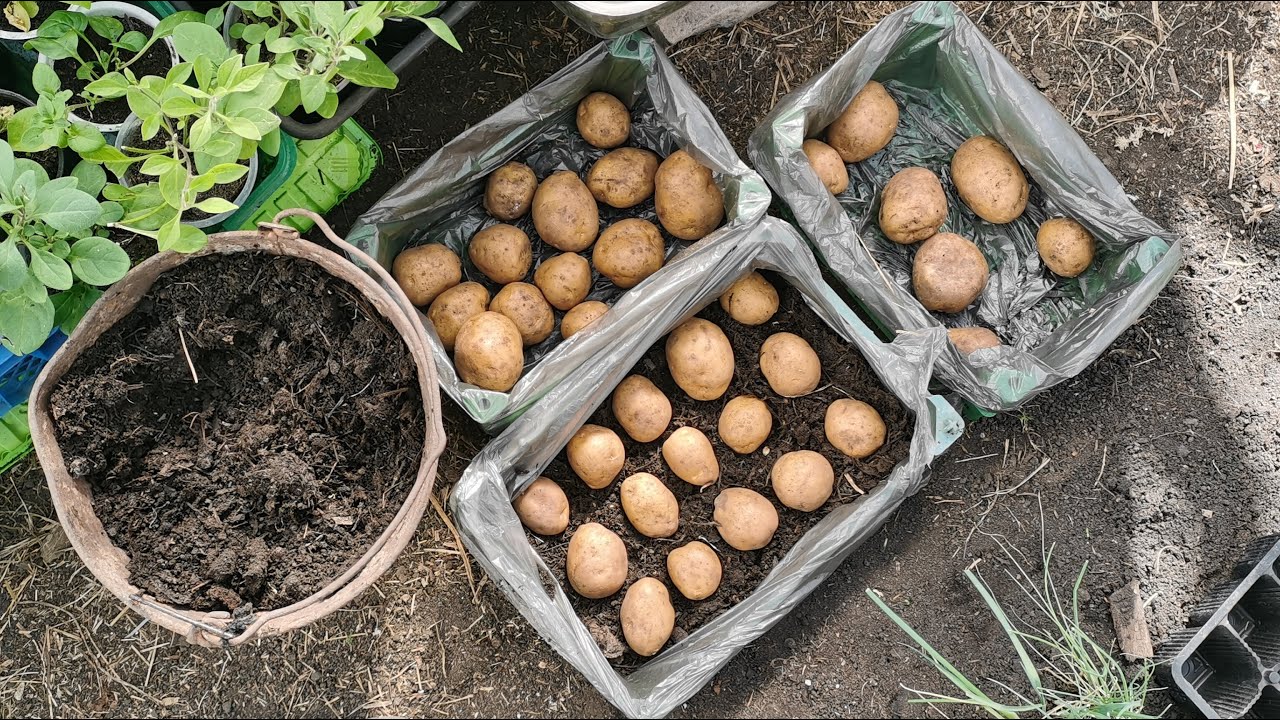 Експерти порадили, як правильно садити картоплю, аби врожайність була висока і не було гнилі