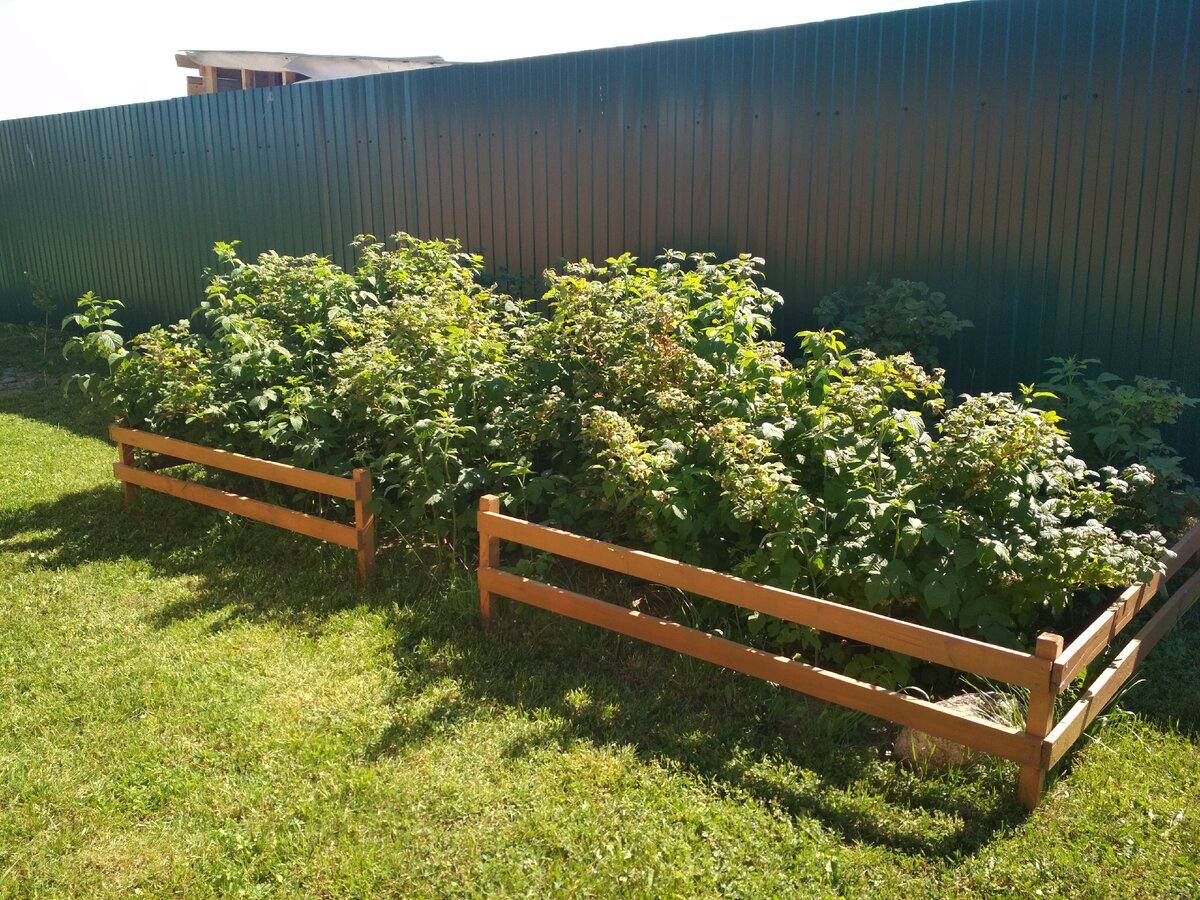 Садівники розповіли, які рослини краще не садити біля паркана, аби не пошкодити його фундамент