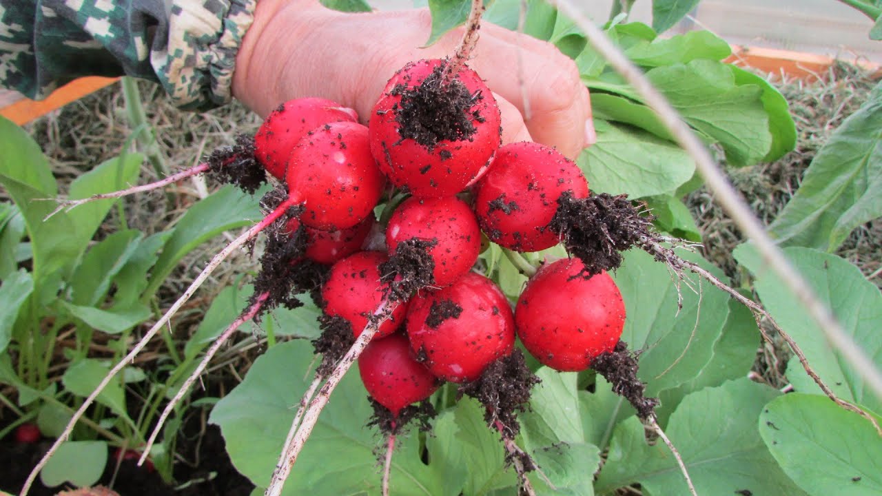Експерти розповіли, який популярний овоч швидше за інші накопичує в собі багато нітратів