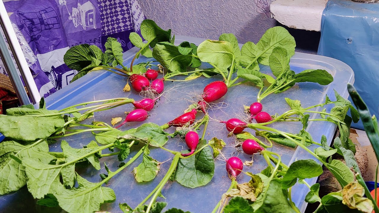 Експерти розповіли, який популярний овоч швидше за інші накопичує в собі багато нітратів