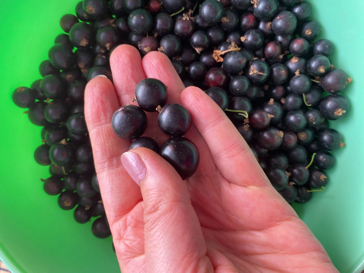 Садівники розповіли, яке добриво допоможе покращити врожайність чорної смородини — порада