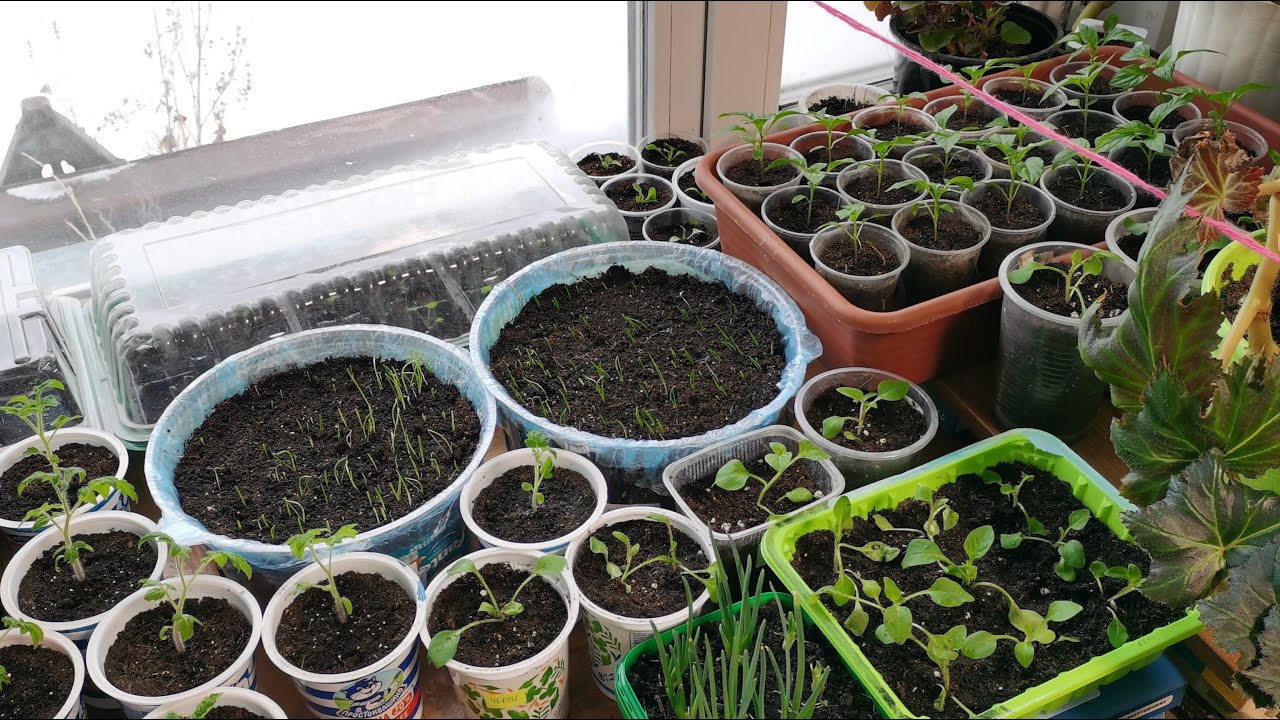 Городники розповіли, як покращити стан ґрунт перед пересадкою молодої розсади на постійне місце