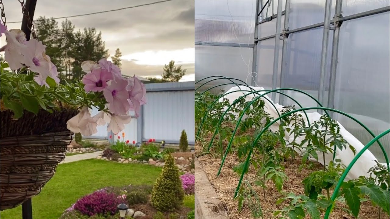 Садівники та експерти пояснили, які 5 рослин краще не садити біля свого будинку, аби не було біди