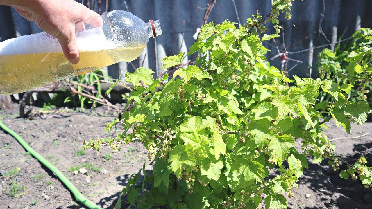 Садівники розповіли, яке добриво допоможе покращити врожайність чорної смородини — порада