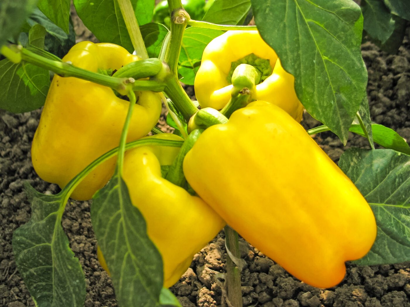 Городники порадили, що додати у ґрунт, аби розсада болгарського перцю виросла міцною і врожайною