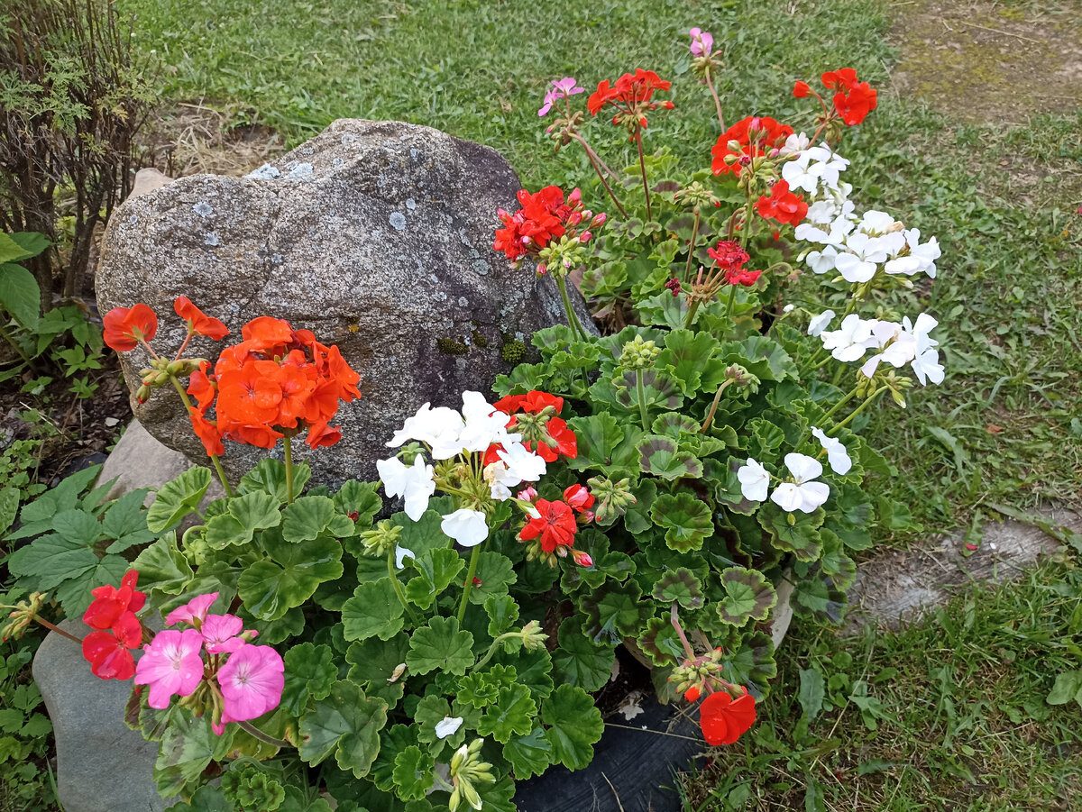 Садівники та експерти пояснили, які 5 рослин краще не садити біля свого будинку, аби не було біди