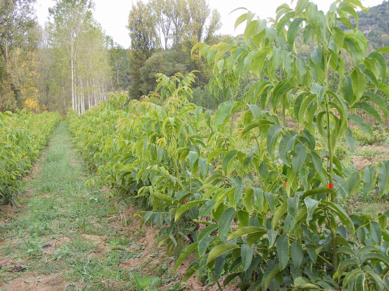 Експерти назвали рослини, які краще не садити на власній ділянці, аби не втратити родючість ґрунту