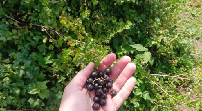 Не більше, не менше: рівно 2 ложки “цього” під кущі смородини у березні — і ягід буде в 3-4 рази більше Як доглядати за смородиною для високої врожайності