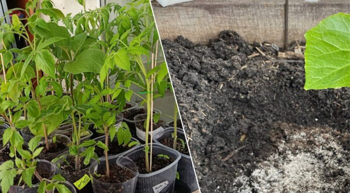 Перед пересадкою розсади обов’язково роблю 1 дію з ґрунтом: так рослини не хворіють, а врожайність росте Як правильно пересаджувати розсаду на ділянку
