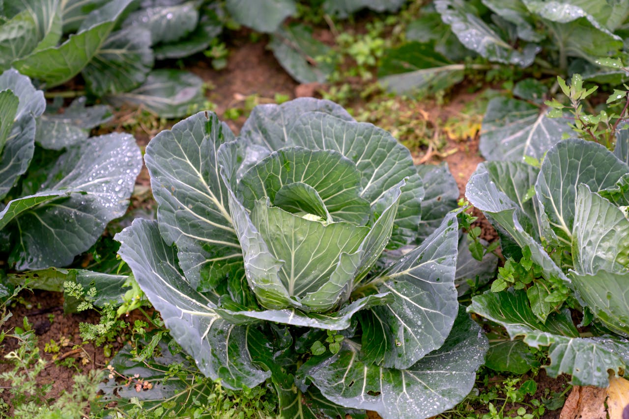 Городники розповіли, яке добриво дати капусті, аби вона не тріскалась навіть після сильних злив