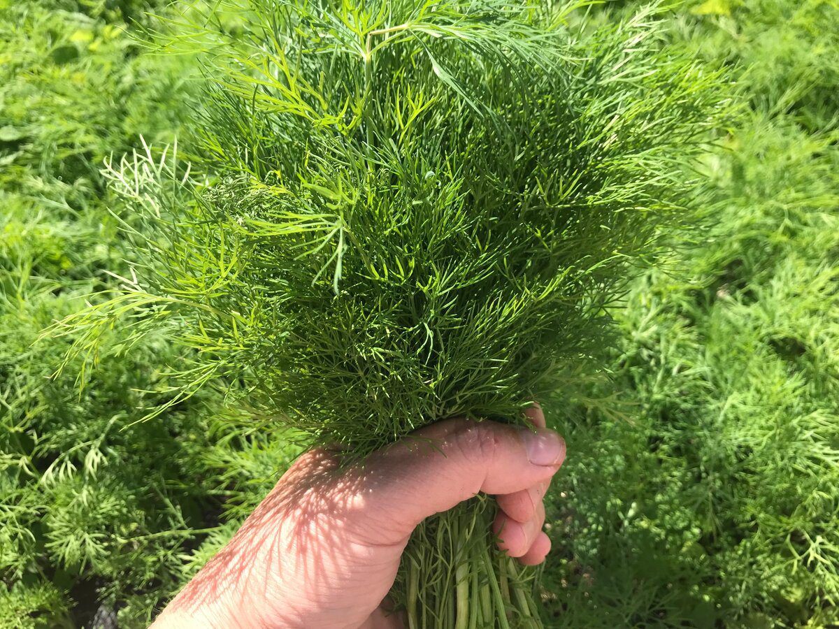 Городники порадили, яке добриво внести при посадці кропу і петрушки на грядці для врожайності