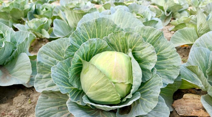 Кидаю по 2 ложки в лунку при посадці капусти: виростає “туга” та без тріщин навіть після сильних злив Як захистити капусту від розтріскування