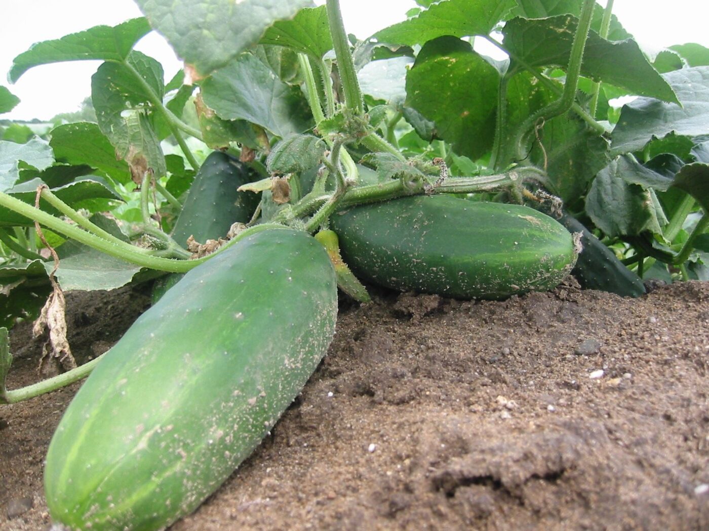 Городники розповіли, яке добриво найкраще використовувати для покращення врожайності огірків