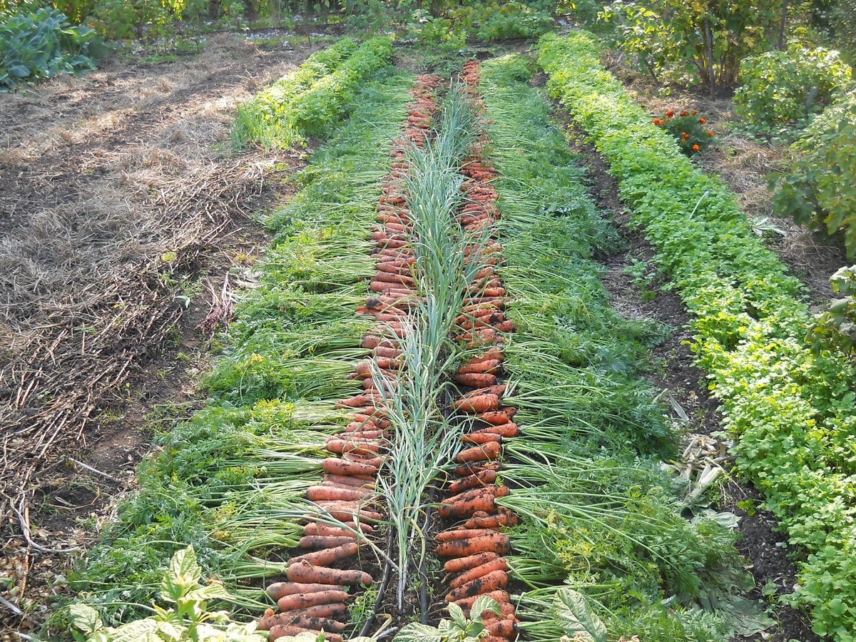 Городники порадили, які сорти моркви найкраще підходять для вирощування у відкритому ґрунті