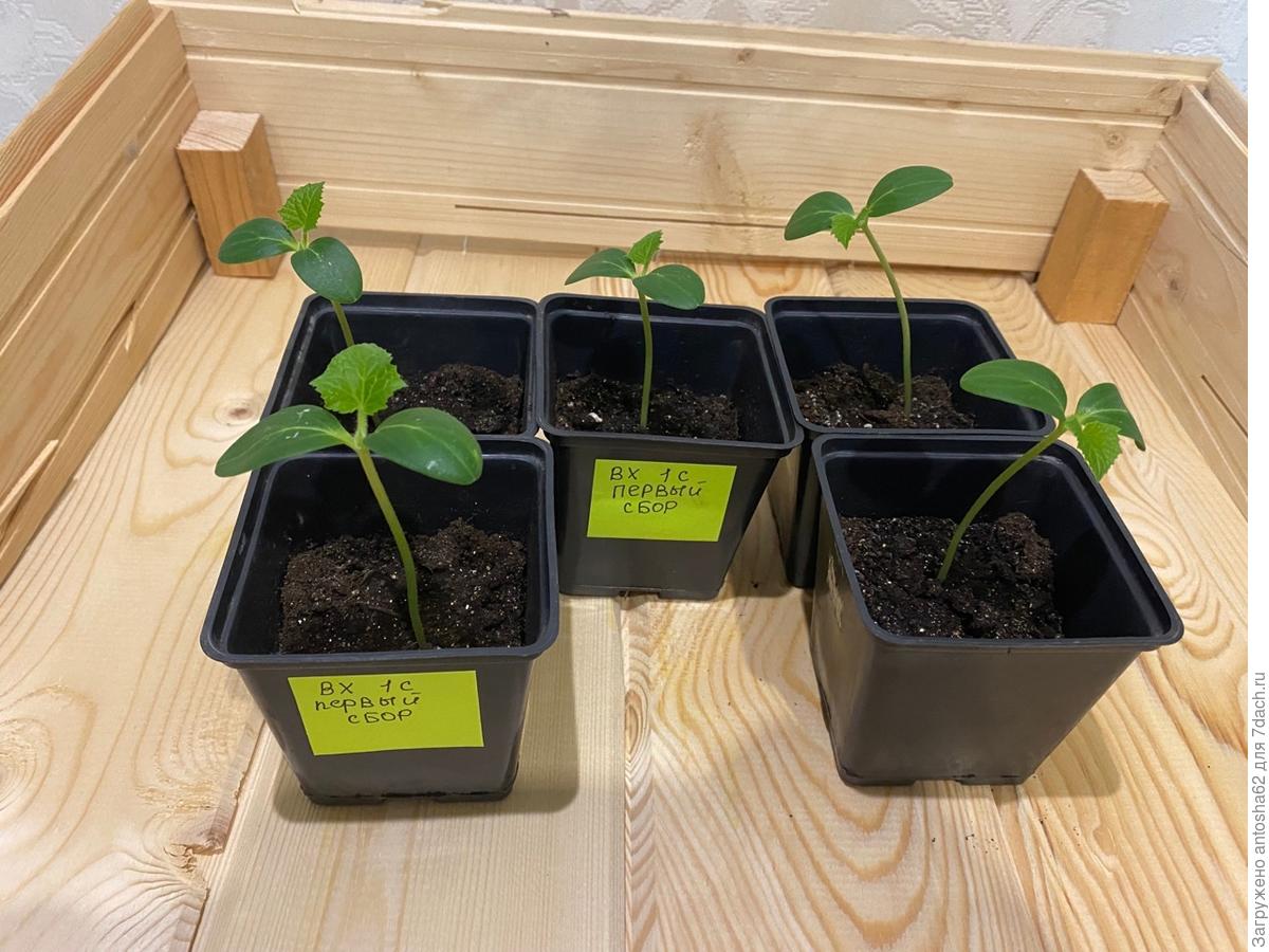 Садівники порадили просте добриво, яке допоможе покращити ріст і розвиток молодої розсади