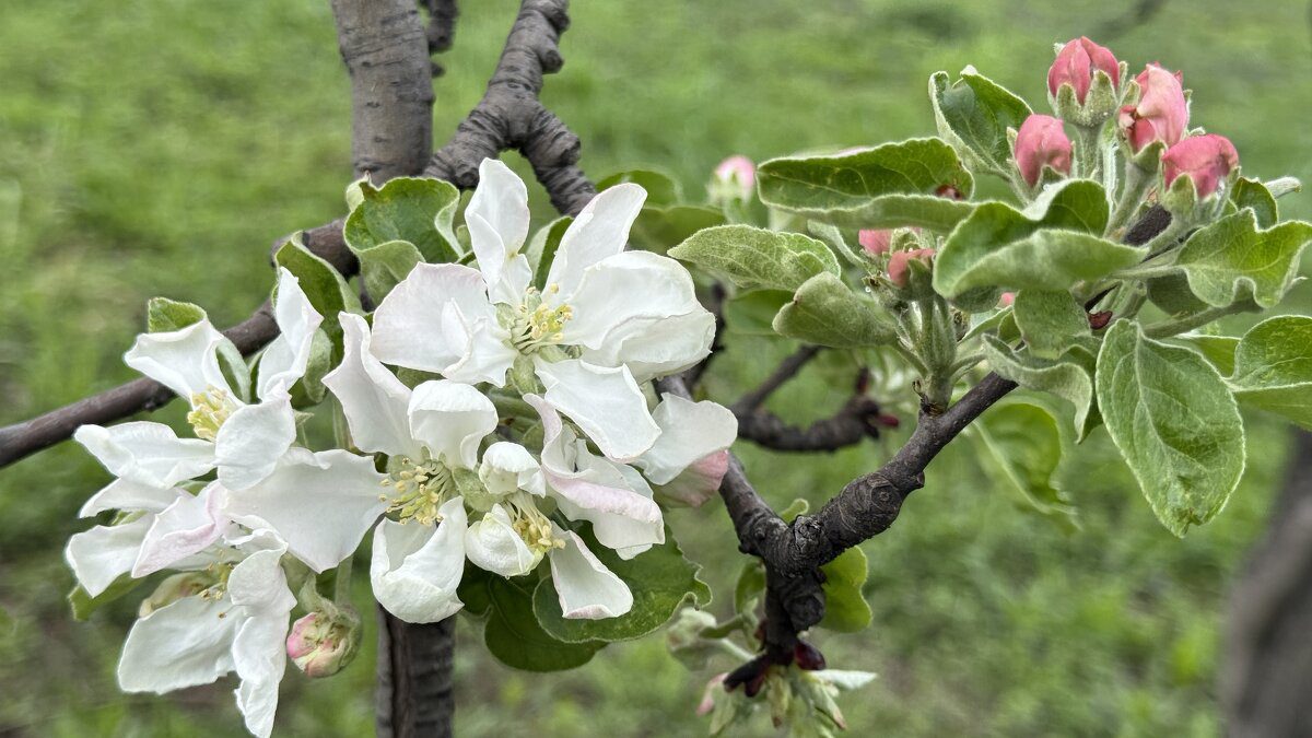 Садівники розповіли, як захистити яблуні від опадання зав'язей після морозу – корисна порада