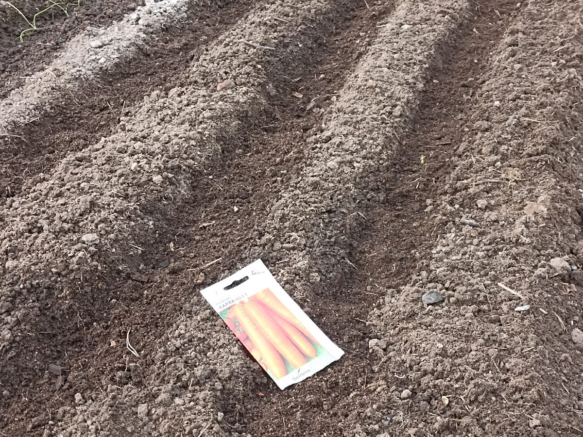 Городники розкрили рецепт розчину для замочування насіння моркви, аби росла рівна та солодка