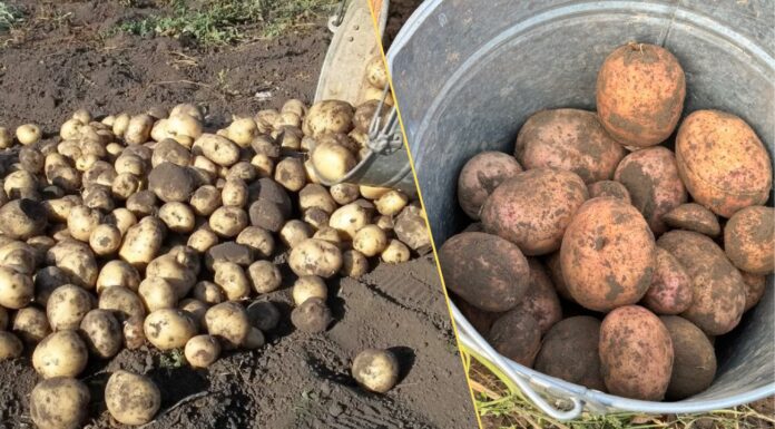 Не саджу картоплю, поки не зроблю 1 дію: в 2025 проігнорувала — і згнила половина врожаю Як підготувати картоплю до посадки