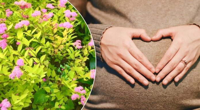 Ця 1 рослина біля дому притягує вагітність: хто хоче малятко — садіть квітку і чекайте на диво! Яка рослина допомагає завагітніти