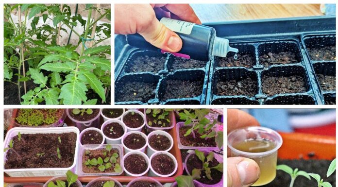 Яке добриво покращує ріст розсади томатів