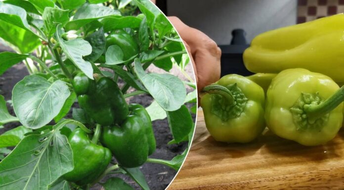 2 ідеальні сорти болгарського перцю, які дають урожай по 5-6 кг навіть у холод: “гіганти” серед гібридів Які сорти перцю дають найвищий урожай