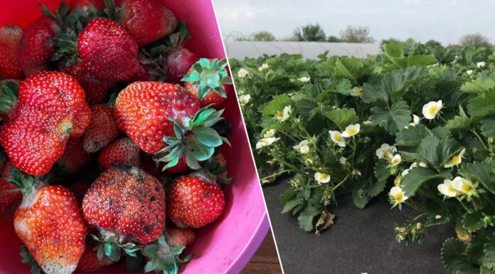 Ці 3 помилки при підживленні полуниці знищують урожай ще до цвітіння: забудьте про солодкі ягоди Популярні помилки в удобренні полуниці