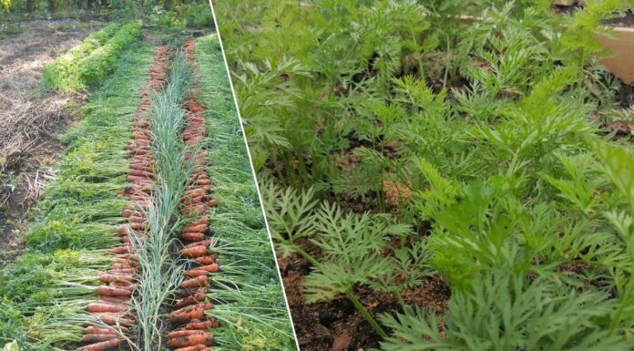 Як змусити моркву рости рівною і без проріджування