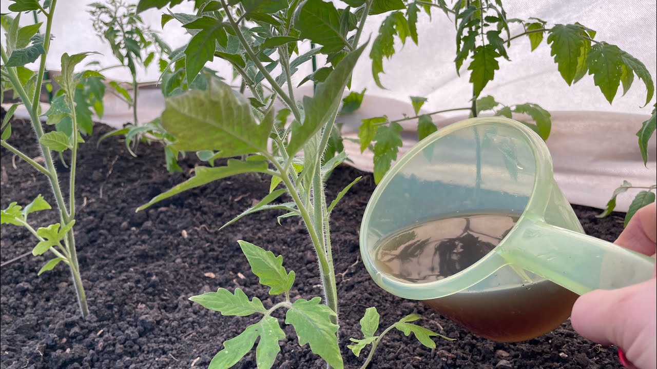 Городники озвучили основні помилки при посадці томатів, через які врожайність культури падає