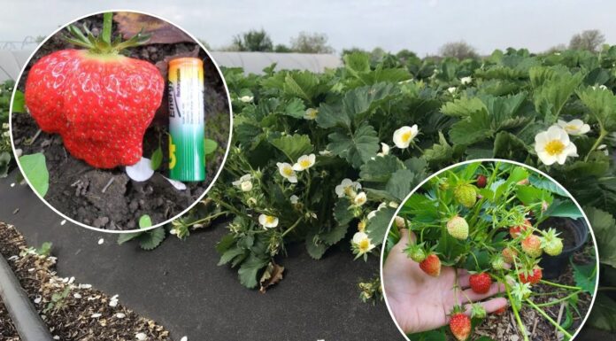 Добриво для високої врожайності полуниці