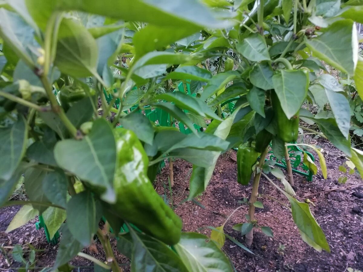 Експерти порадили сорти перцю, які можуть легко переносити холодну та пізню весну — назви