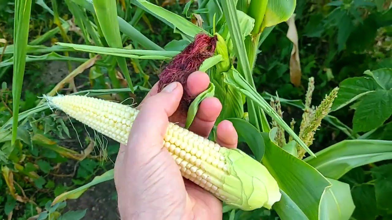 Експерти назвали рослини, які краще не садити на власній ділянці, аби не втратити родючість ґрунту