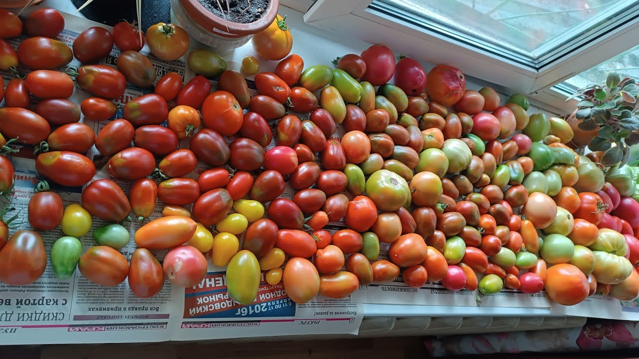 Городники розповіли, який найкращий сорт помідорів обрати для посадки на власній грядці – порада