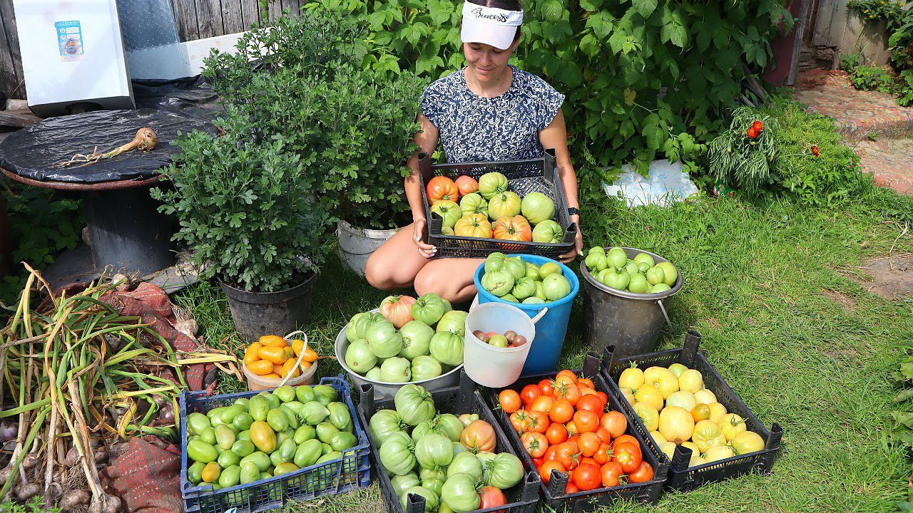 Городники розповіли, який найкращий сорт помідорів обрати для посадки на власній грядці – порада