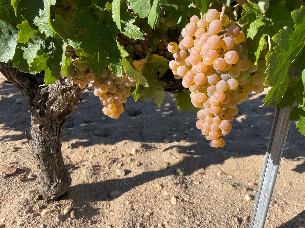 Експерти попередили завчасно, як правильно проводити обрізку винограду у квітні для високого врожаю