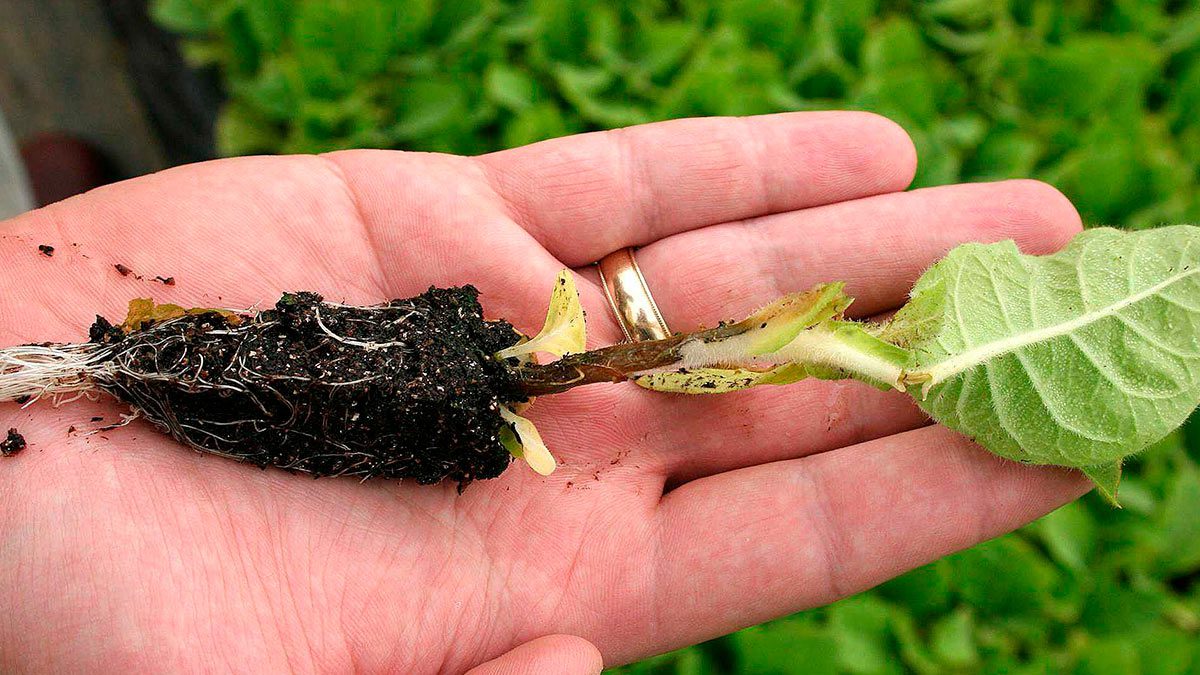 Садівники пояснили правильну техніку посіву рослин на розсаду, аби вони не хворіли на чорну ніжку