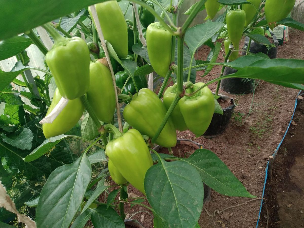 Експерти пояснили, чому насправді солодкий перець називають болгарським — цікава причина