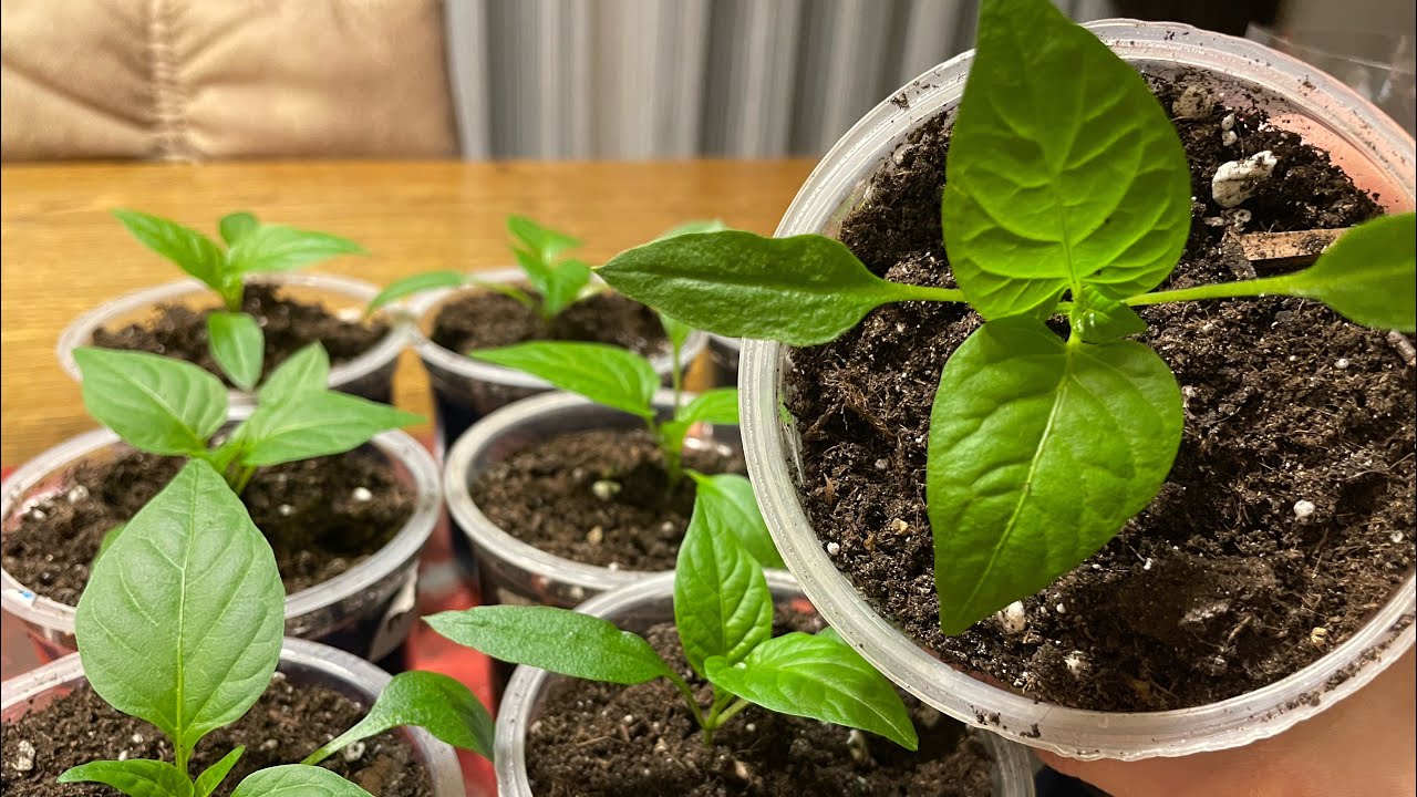 Експерти порадили, в чому найкраще замочувати насіння перед посівом для кращого росту розсади