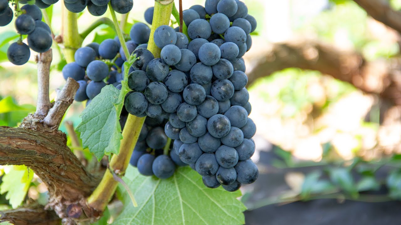 Експерти попередили завчасно, як правильно проводити обрізку винограду у квітні для високого врожаю