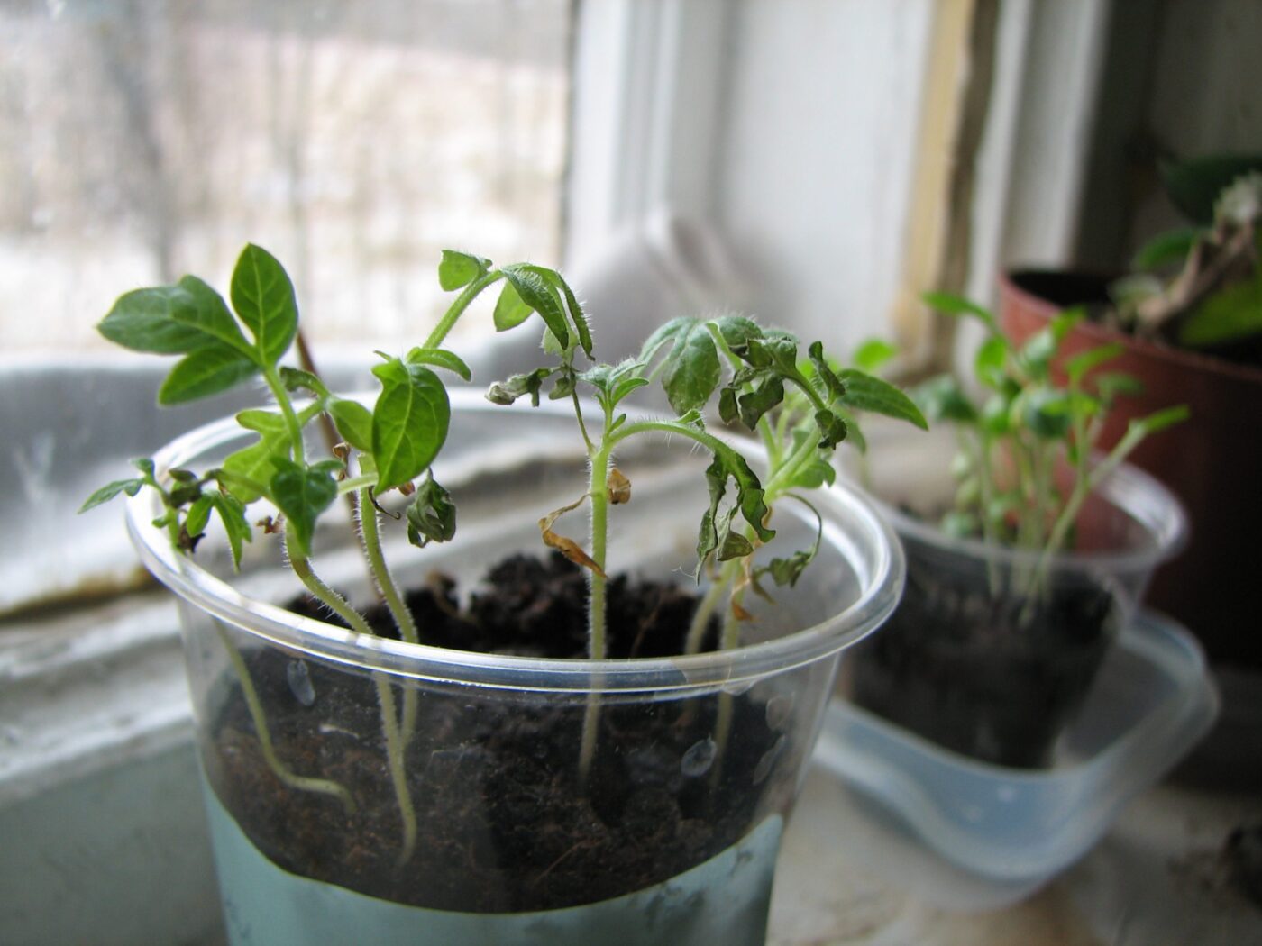 Садівники пояснили правильну техніку посіву рослин на розсаду, аби вони не хворіли на чорну ніжку