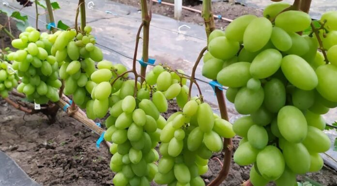 Цей 1 день у квітні критичний для обрізки винограду: якщо пропустити, то можна не сподіватись на урожай Коли обрізати виноград навесні