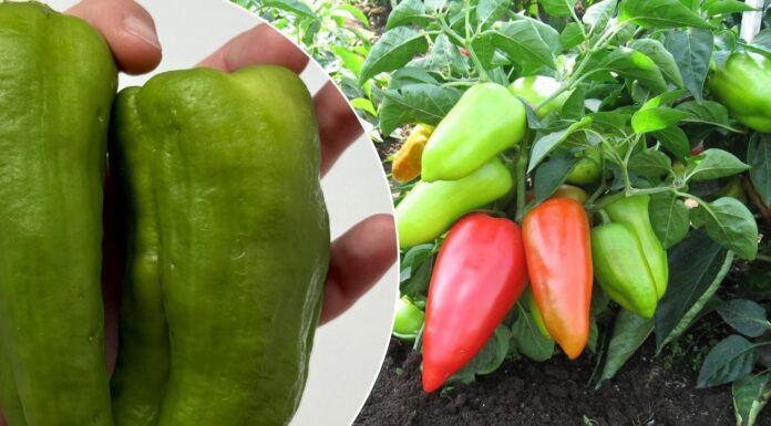Чому солодкий перець називають болгарським