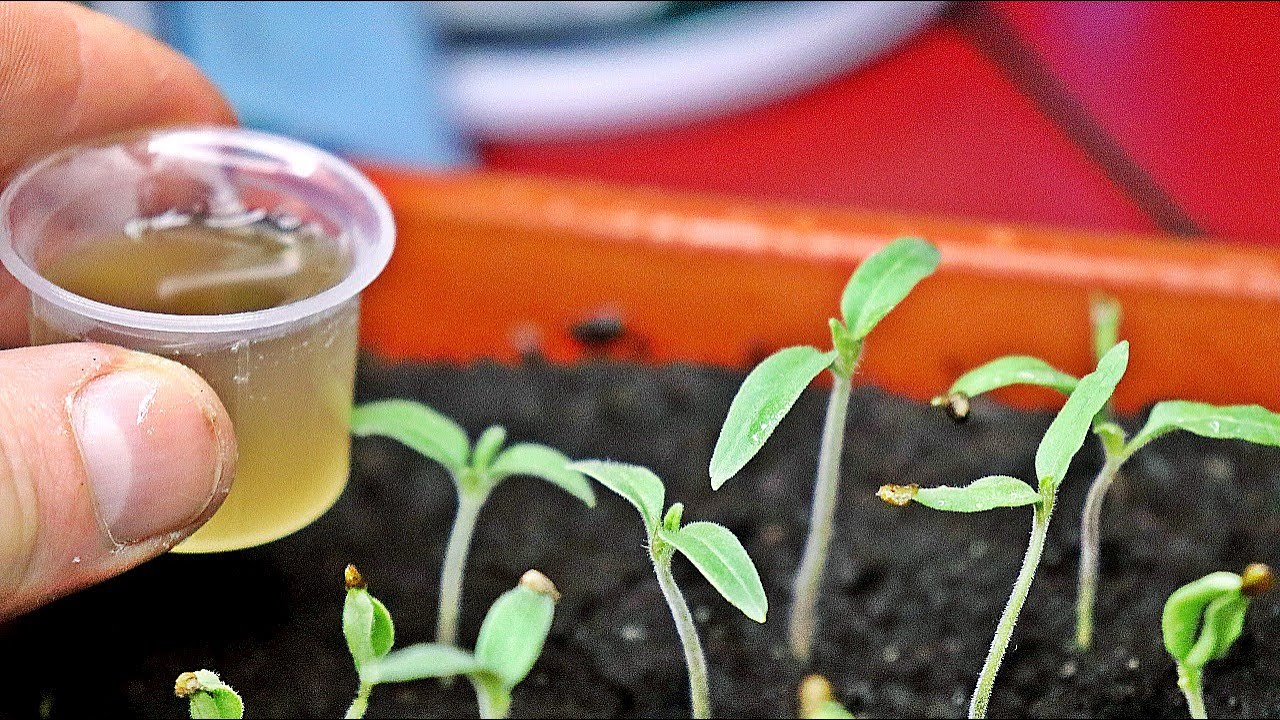 Експерти порадили, в чому найкраще замочувати насіння перед посівом для кращого росту розсади