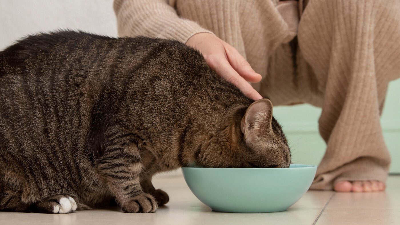 Ветеринари пояснили, як треба кликати котів, щоб вони відгукувалися
