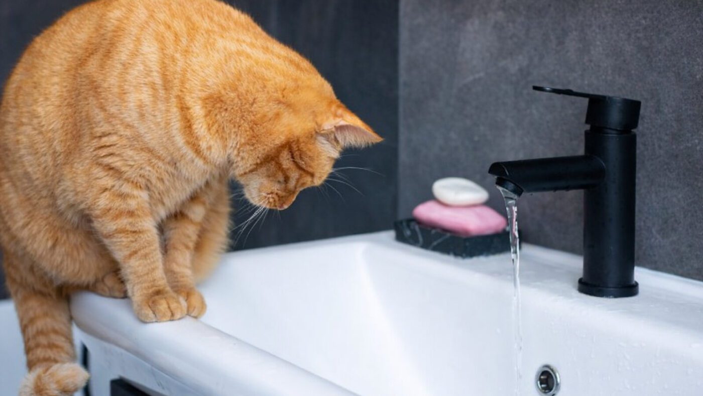 Ветеринари пояснили, чому котам не подобається купатися, як собакам