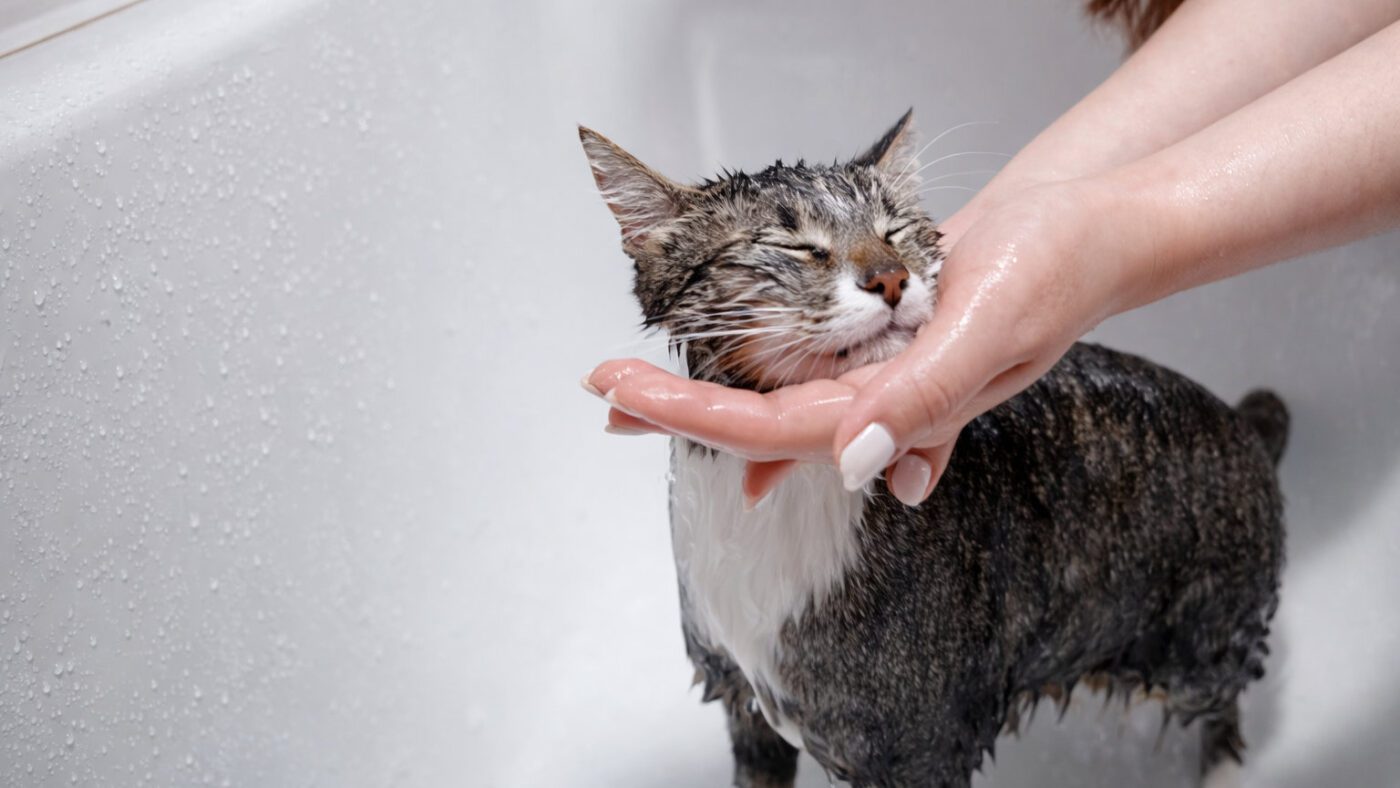 Ветеринари пояснили, чому котам не подобається купатися, як собакам