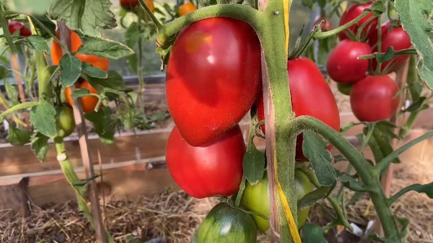 Два сорти стійких до погоди томатів