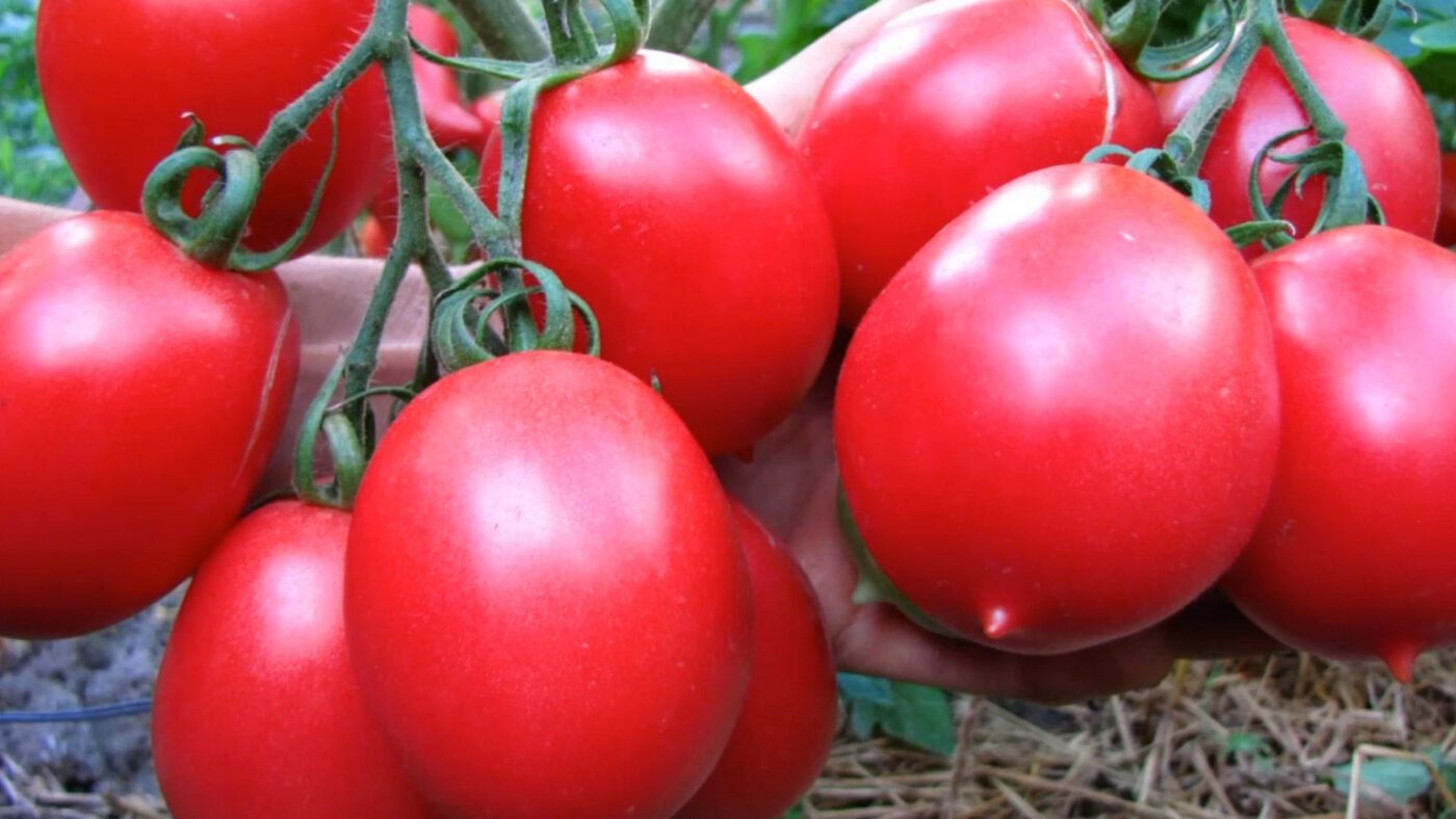 Високоврожайний сорт помідорів для відкритого ґрунту та теплиць