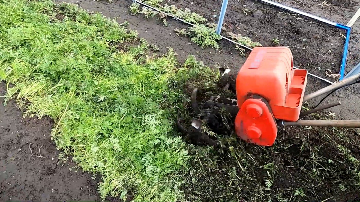 Найкращий сидерат для відновлення грядки після вирощування полуниці