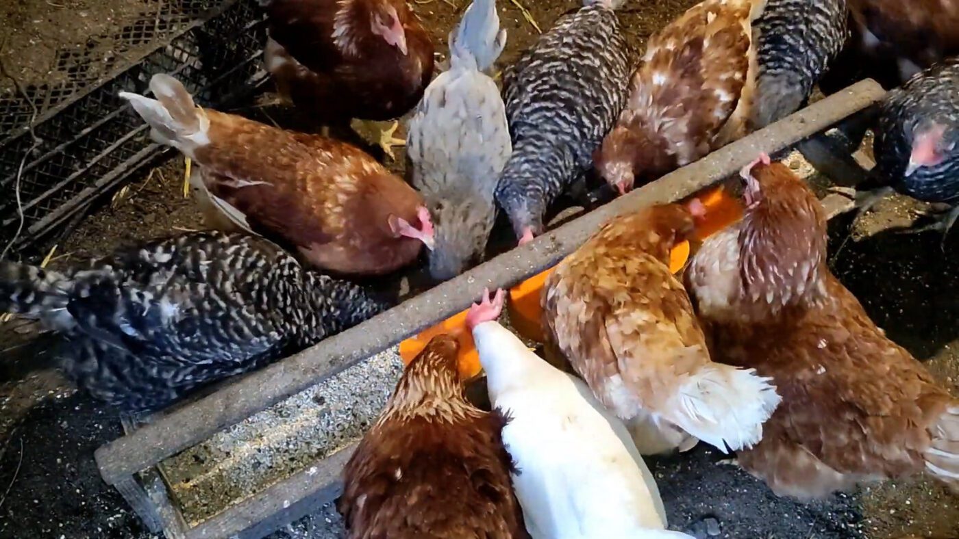 Годування курей гарбузом для кращої несучості взимку