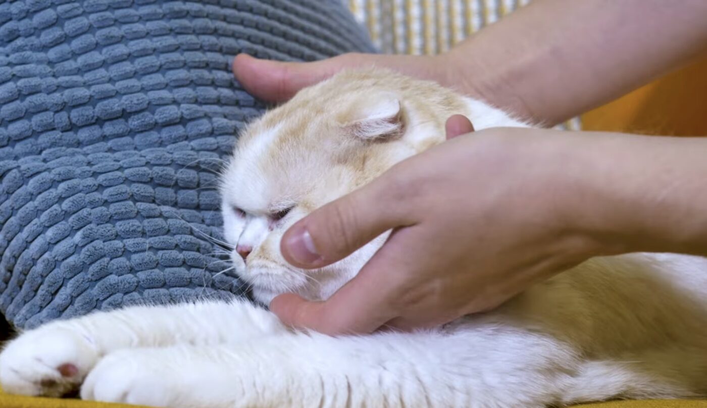 Чому важливо гладити перед сном котів